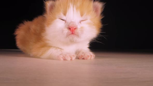 Little Kitten Domestic Animal Cat Lifts Up Head Opening Eyes alt