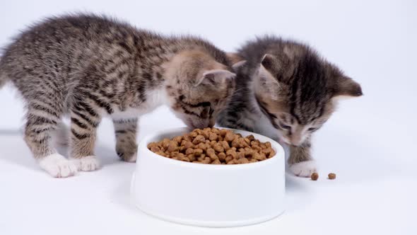 Two Little Striped Kittens Run Up to Big Bowl with Food and Start Eating Dry Cat Food for Small alt