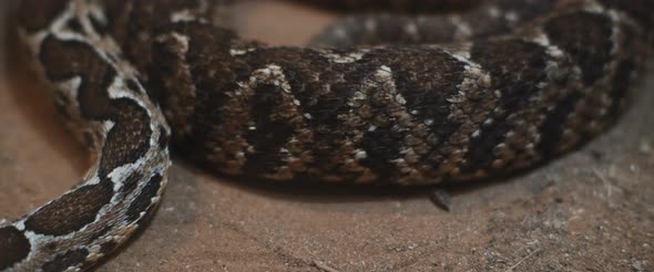 Viper snake flinching its skin scales while moving on the ground. alt