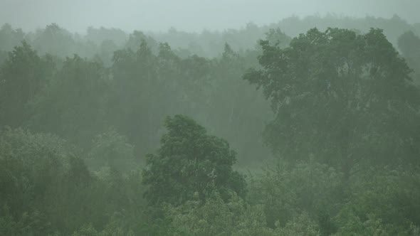 Forest and Rain