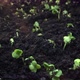 Plant Growth or Sprouts Sprouting Radish with Sun Glare - VideoHive Item for Sale