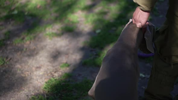 Male Hand Holding Dog Collar Walking with Weimaraner in Slow Motion alt