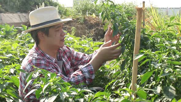 Asian farmers work on modern farming, growing organic vegetables on rooftops in urban buildings. alt
