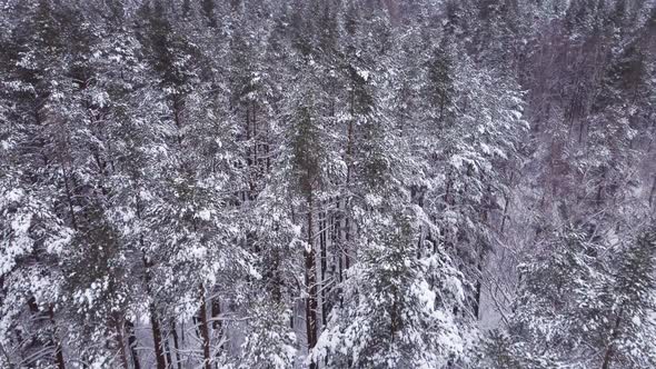 Beautiful winter forest in the snow