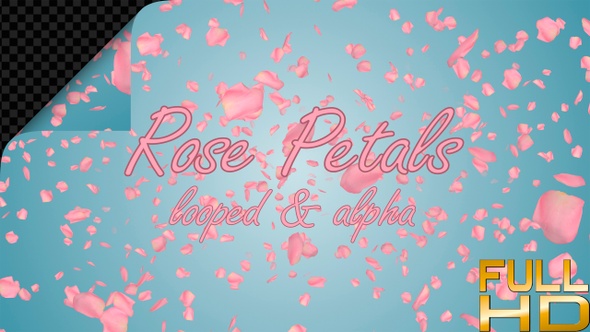 Valentines Day Pink Rose Petals