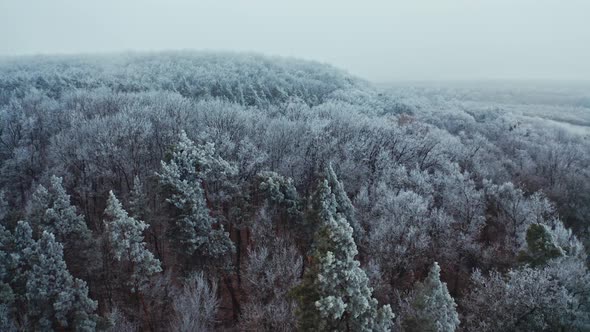 Winter landscape. Flying over the trees covered with hoarfrost alt
