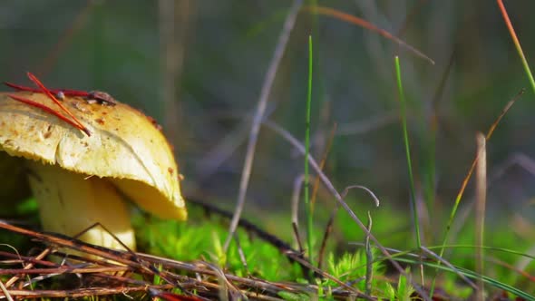 Mushroom Russula Grows Among the Grass