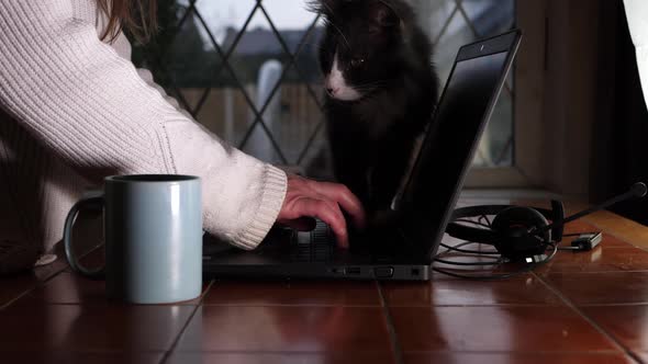 Busy woman working from home on laptop with pet cat medium shot alt