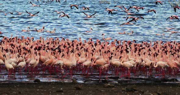 Lesser Flamingo, phoenicopterus minor, Colony at Bogoria Lake in Kenya, Real Time 4K alt