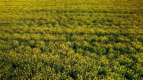 Rapeseed 04