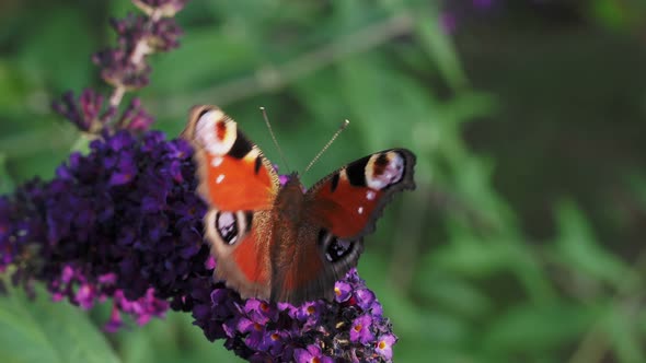 European common Peacock butterfly (Aglais io, Inachis io) feeding on summer lilac flower