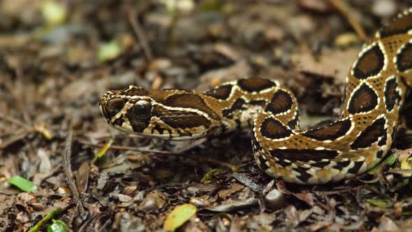 Juvenile Russell's Viper snake lays in ambush over the wet ground with its wonderful pattern on body alt