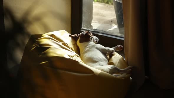 Jack Russell Terrier dog sleeping in soft chair at window alt