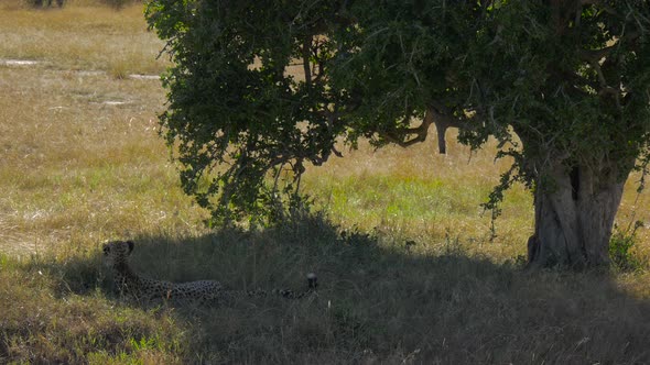 Cheetah resting in the shade of a tree alt