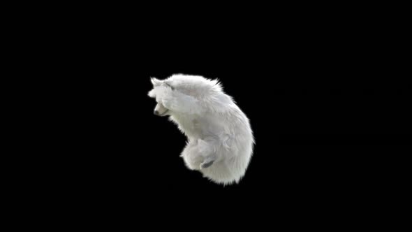 136 White Bear Dancing HD alt