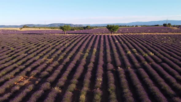 Lavender Field in Valensole, Provence alt