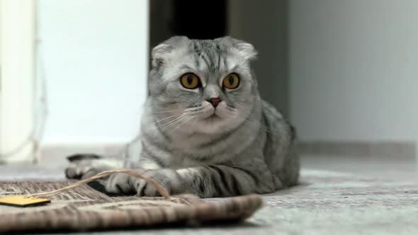 Petting cat lying on sofa in living room. Sleepy dark british cat with orange eyes stretching.