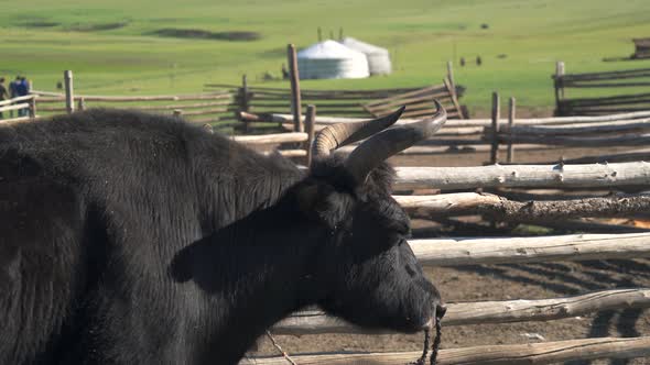 White Ger Tents and Horned Black Yak in the Geography of Mongolian Meadows alt