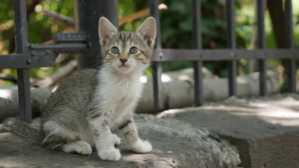 Homeless Kitten Sits Under the Fence