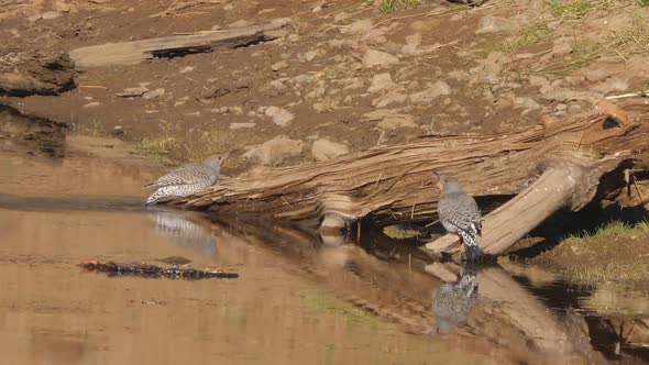 Two Northern Flickers Drinking From a Lake alt