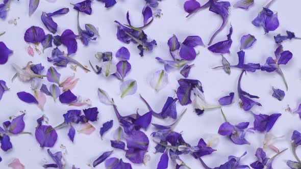 Rotating Background with Violet Field Flowers on a White Background alt
