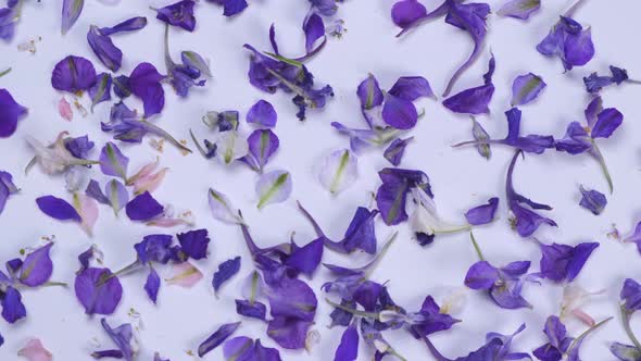 Rotating Background with Violet Field Flowers on a White Background