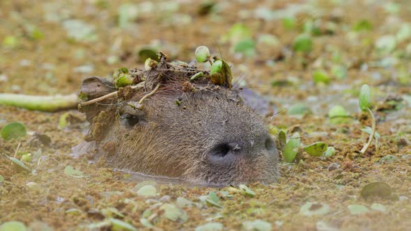 Wild capybara half submerged under swampy water, camouflaged and blending in with the surrounding aq alt