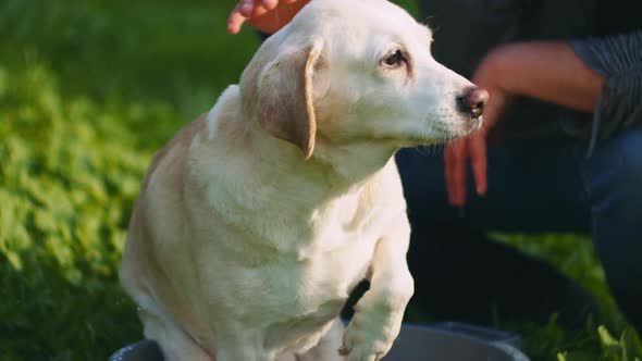 Adorable white Beagle-Labrador mix dog being pet while taking bath in the park alt