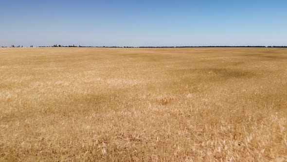 Big Meadow of Wheat at Day