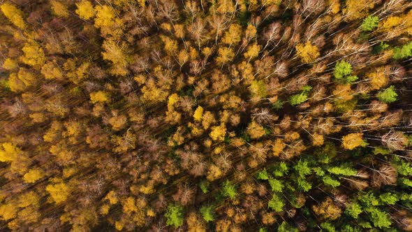 Autumn Forest Aerial Drone View. Deciduous Forest in the Fall. alt