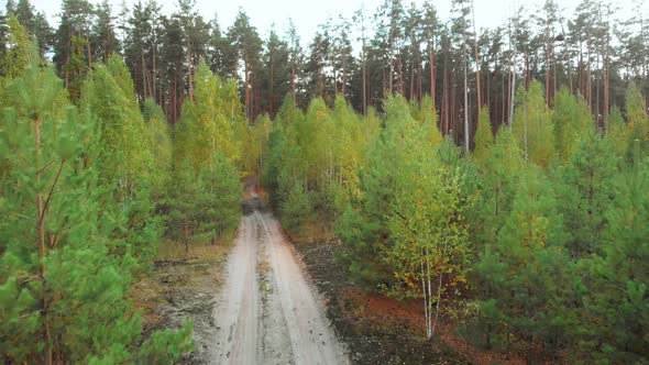 Aerial View Flying Over Coniferous Forest Road