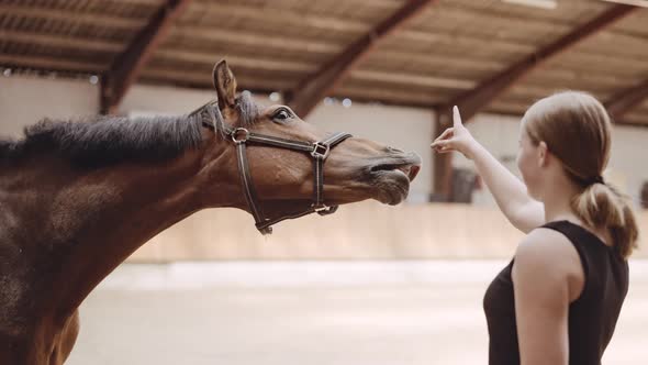 Young Woman Feeding Horse In Paddock alt