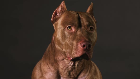 Portrait of an American Pit Bull Terrier Dog