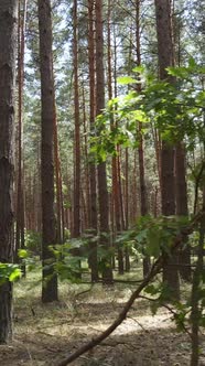 Vertical Video of Forest Landscape with Pine Trees in Summer Slow Motion alt