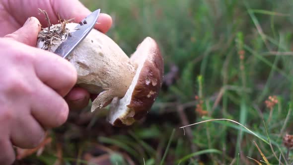 Man Cleaning Boletus Edulis. Man Cleaning Foraged Boletus Edulis Mushrooms with Knife. alt