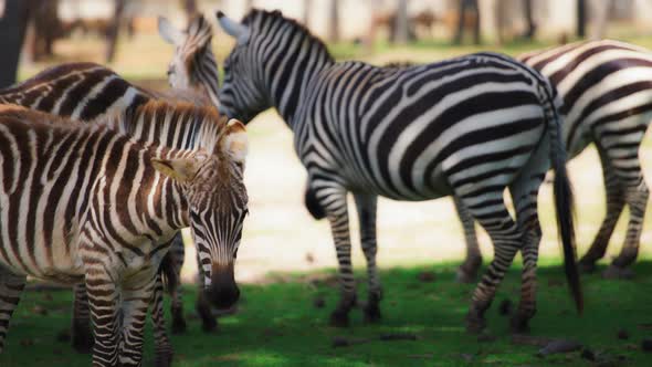 Herd of zebras grazing on green meadow alt