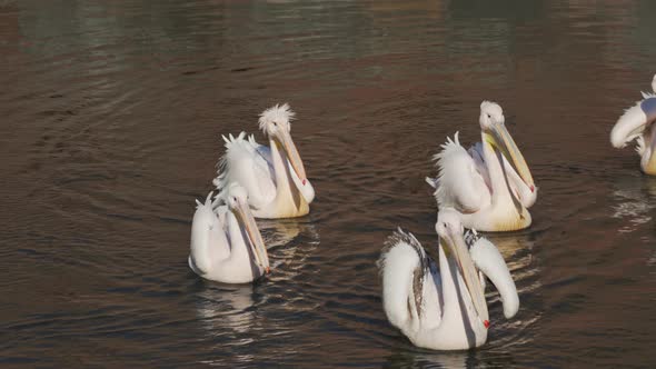 Fluffy and Cute Pelican Family With Raised Feathers in Wind Swimming in Pond on Sunny Day