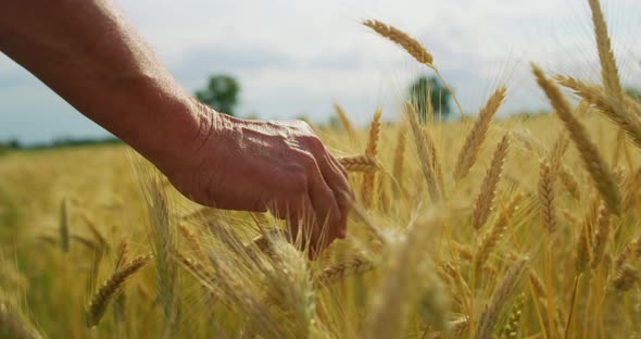 Close up of farmer touching wheat crop ears to control it quality in grain field