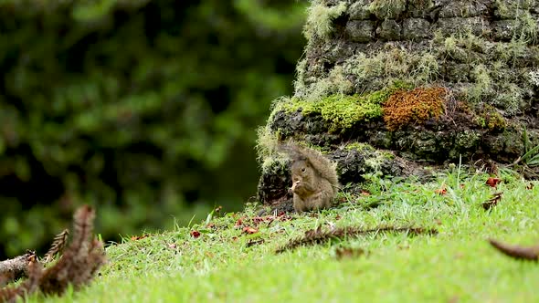 Squirrel eating Araucaria pine nut on green lawn in the middle of the forest. Fix camera alt