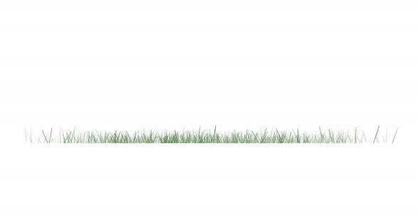 Green Grass Growth Isolated on White Background