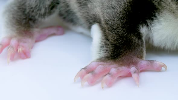 Macro close-up of a cute sugar glider's face as sits still sniffing the air while on a white backgro alt