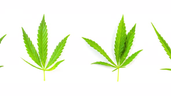 Variety Hemp Fresh Green Juicy Isolated White Background alt