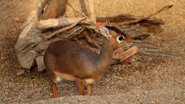Small antelopes, Dik Dik. Madoqua. Close up.