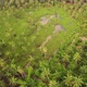 Aerial fly over green coconut and palm tree - VideoHive Item for Sale