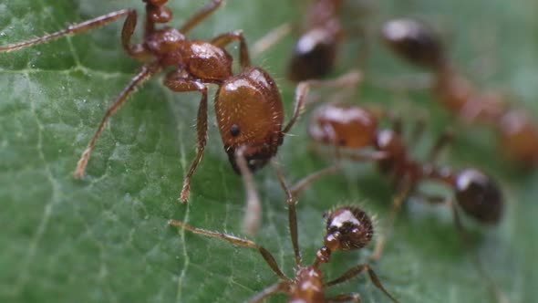 Macro On Copper Brown Head of Fire Ant Approaching Smaller One on Green Leaf Surface 4K alt