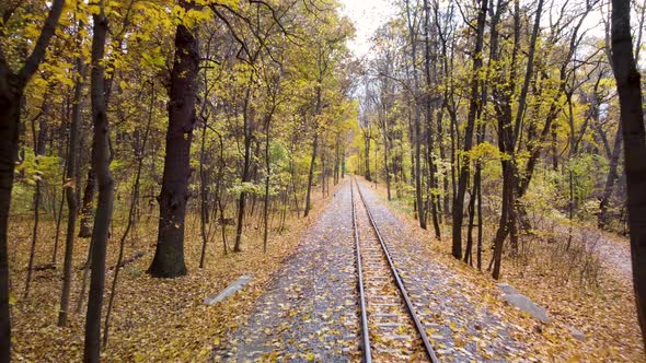 Railway line in vivid yellow leaves, autumn forest