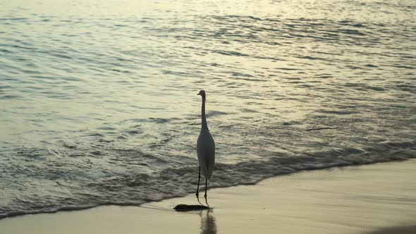 Lonely Bird By The Ocean alt