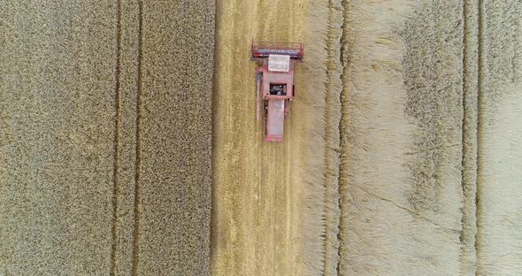 Harvesting. Combine Harvester Harvesting Wheat alt