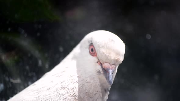 Pigeon Head Closeup alt