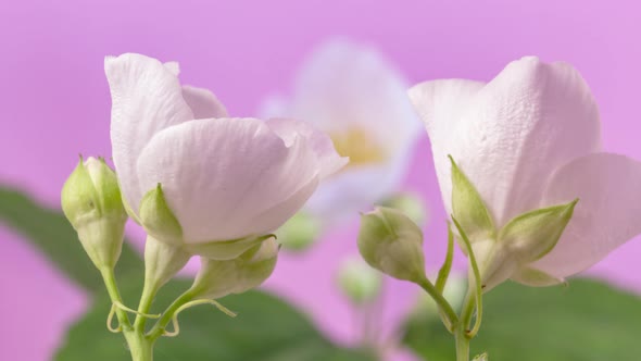 Jasmine Flower Blossoming Timelapse alt